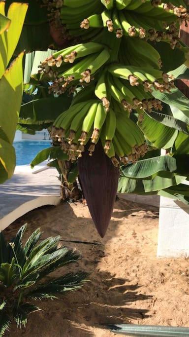 Gezellige Villa Met Prachtig Zicht En Zwembad Arona  Exteriör bild